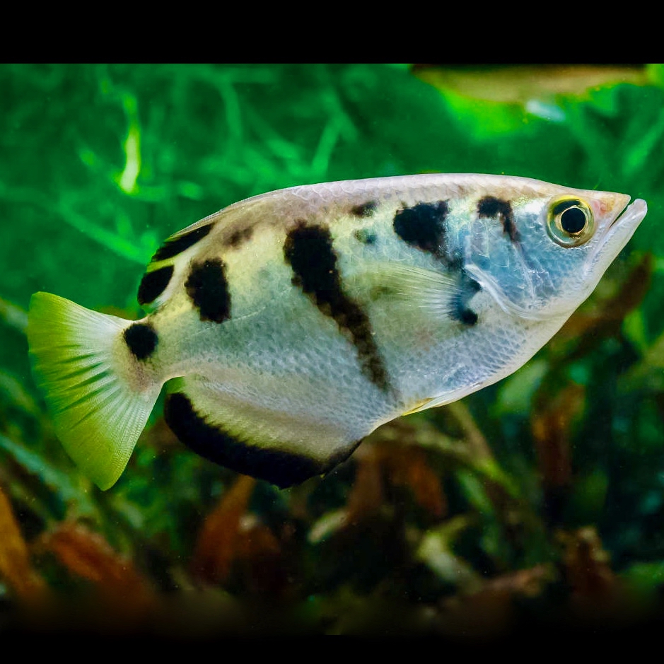 Toxotus jaculatrix    Schuttersvis M